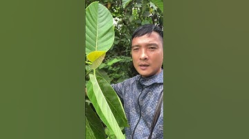 Cây Thuốc Gáo Trắng nhiều công dụng #covenduongvlogs #caycomui # #caybuttre #câythuốcquý #farming