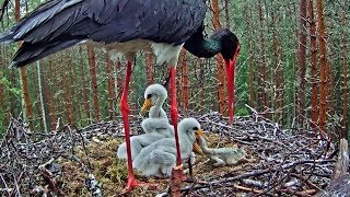 Musttoonekurg~Storklet tries to swallow  the dead sibling~ 7:54 AM 2019/05/29