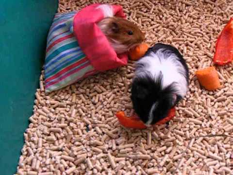 2 months sheltie guinea pigs