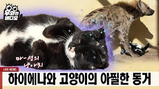 맹수도 껌뻑 죽는 마-성의 냥아치 (안 본 사람 없게 해주세요)