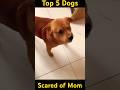 Top 5 Dogs Freaking Out When Mom's Called!