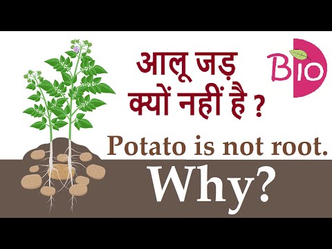 वीडियो: आलू को संशोधित तना क्या बनाता है?