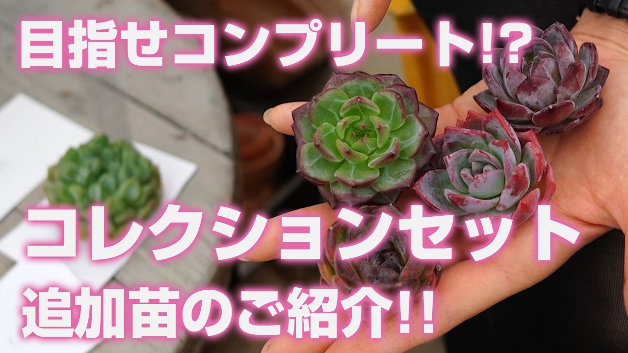 07/01/2026 [Succulents] Aiming for a complete collection