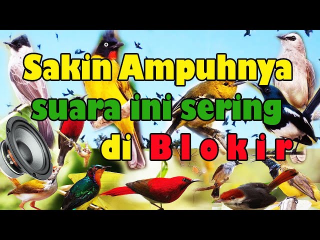 Dengan suara ini,burung apapun akan datang menyerbu.AUDIO PEMANGGIL SEMUA BURUNG class=