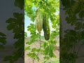 senangnya berkebun di rumah #berkebundirumah #garden #petiksayur #gardening #berkebun
