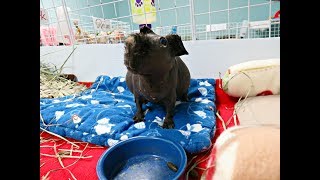 Special Care For Willy: Senior Skinny Pig