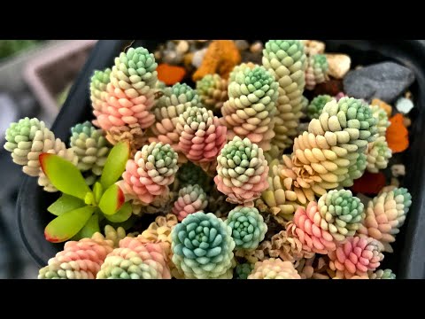 Sedum dasyphyllum и его вариации. Компактный и неприхотливый почвопокровный суккулент