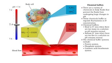 Chemical Buffers - protein buffer, phosphate buffer system and bicarbonate buffer system