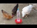 DIY Chicken Waterer  | How To Make An Automatic Chicken Water Feeder Homemade