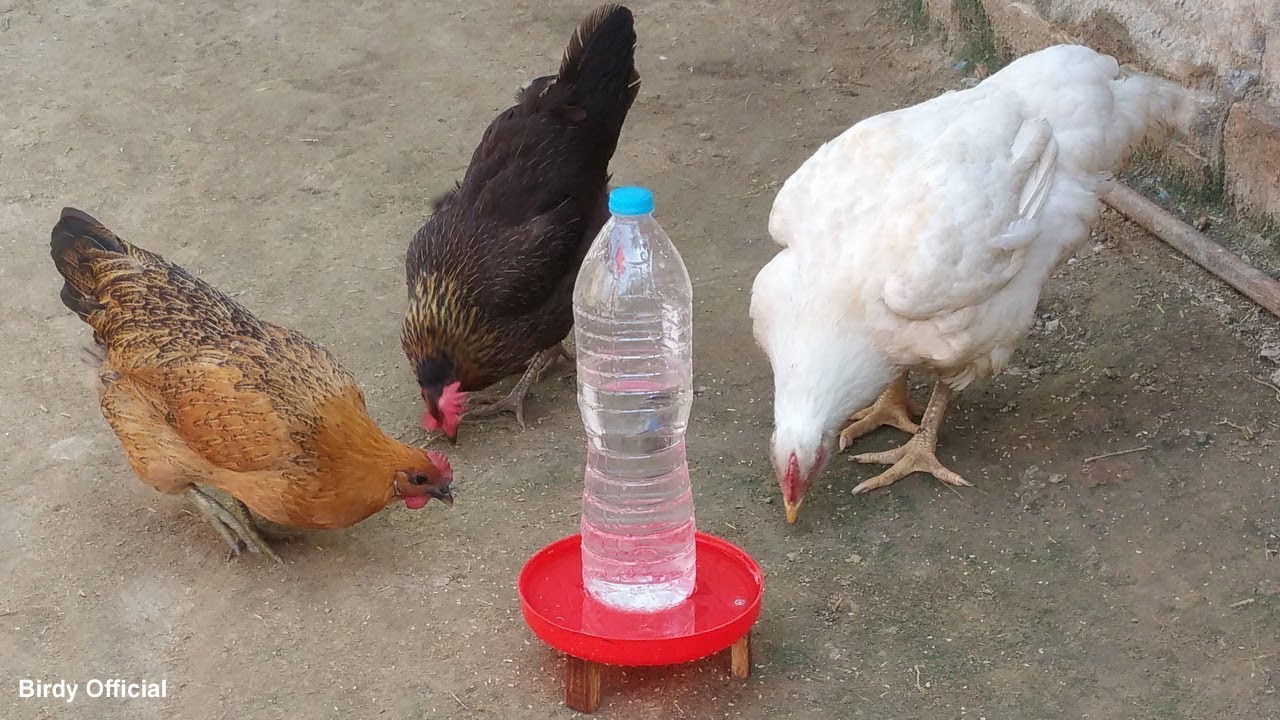 DIY Chicken Waterer | How To Make An