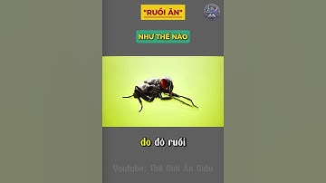 Ruồi ăn như thế nào ? #shorts #khoahoc