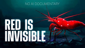 Underwater Camouflage Isn’t What You Think