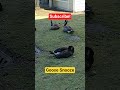 Goose Snooze