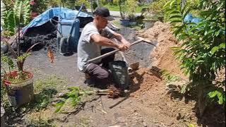 CARA MUDAH SEMAI BULUH LEMANG