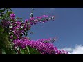 HD Nature Test