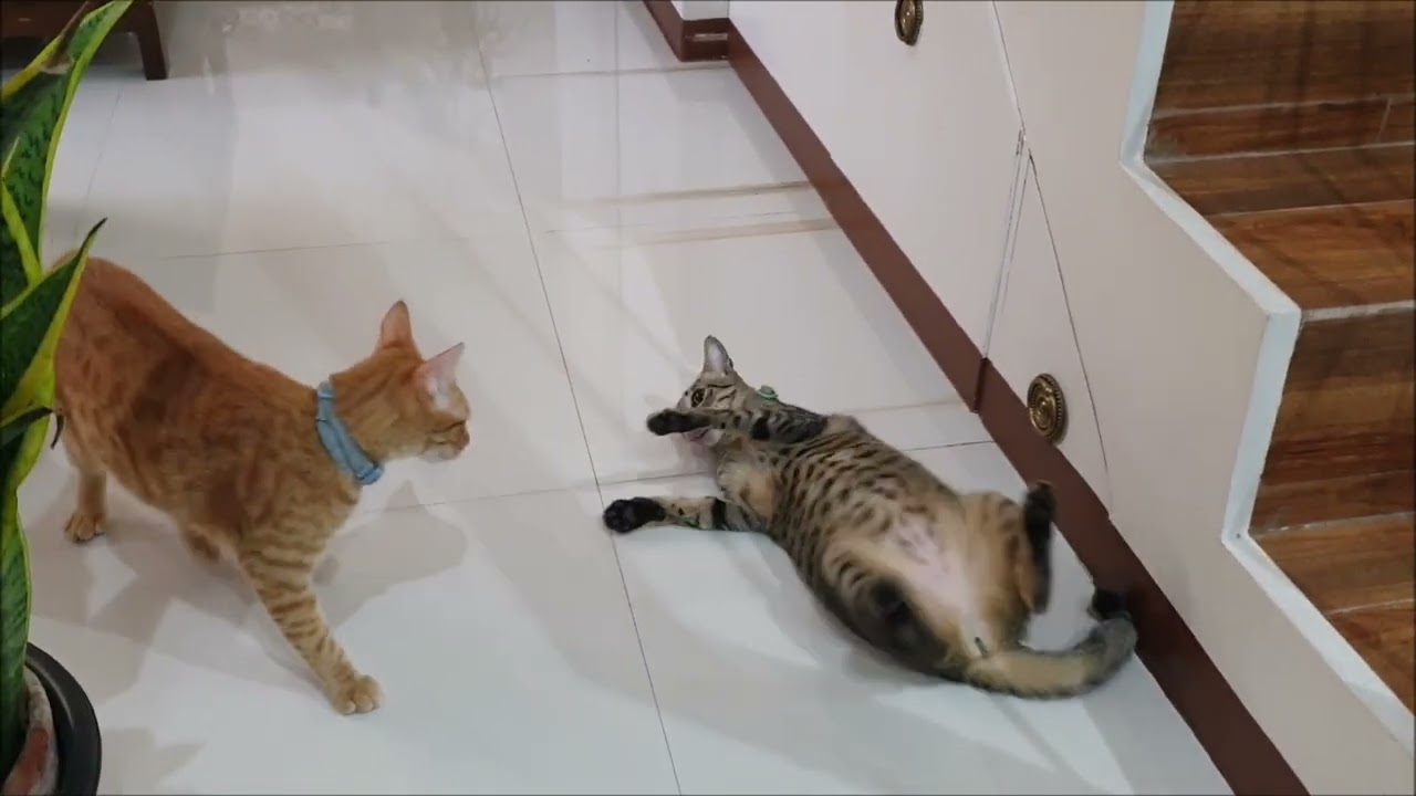 Adorable Cats fighting for dominance...but they love each other