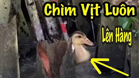 Câu cá lóc nhấp cá lóc bằng vịt và cú táp tung tóe nước