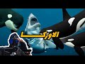 ما لا تعرفة عن سمكة الاوركا سفاح البحار غوص Diving Scubadiving 