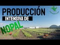 ✅ Crea tu cultivo INTENSIVO de Nopal FORRAJERO y VERDURA con ATLIXCO