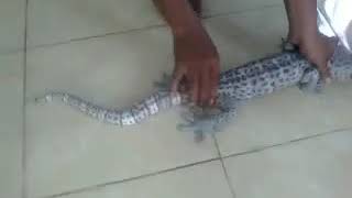 Tokek Rumah Super Ukuran 80 cm Tervalid.
