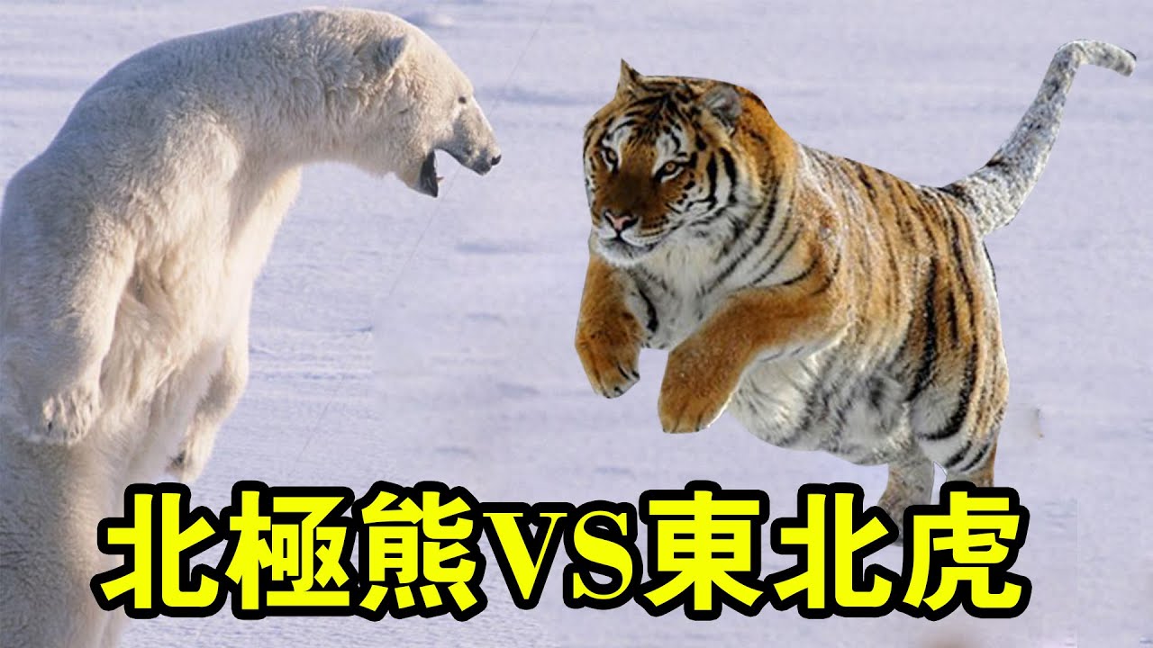 東北虎vs北極熊大戰 誰才是北半球的真正王者 全方位分析熊虎戰斗力 Youtube