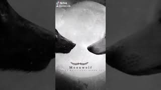 Teen Wolf Ff ,, Moonwolf Jetzt Auf Wattpad Link In Video Beschreibung