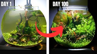 My First Ever BOWL AQUARIUM! Day 1 to 100