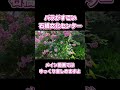 薔薇ってこんなに綺麗なの?#shorts #ガーデニング #石橋文化センター#園芸看護師どんちゃをねる