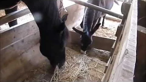 Come si chiama la stalla dei cavalli?