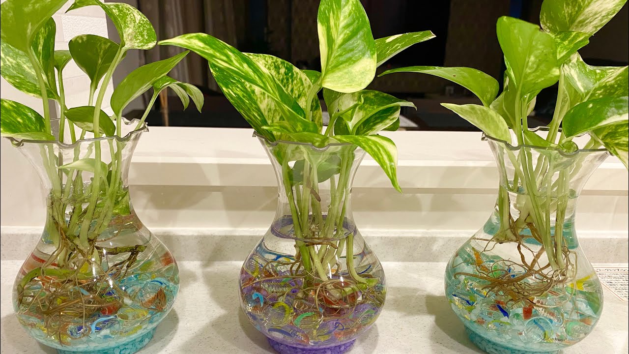 Money plants decoration | Easy way to grow money plants | Life in Japan