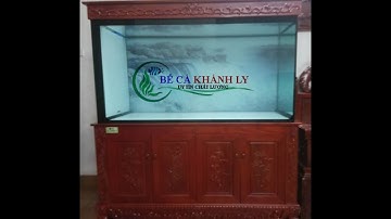 [Bể cá rồng ] Bể Công Nghệ Mới Đục Trạm