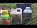 Aplikasi Pupuk cair Bio7 dimix dengan NPK Cair Alami dan Brantas
