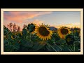 🌻Spring Sunflower Frame TV Art | Sunset Summer Floral TV Wallpaper | TV Art Home Decor