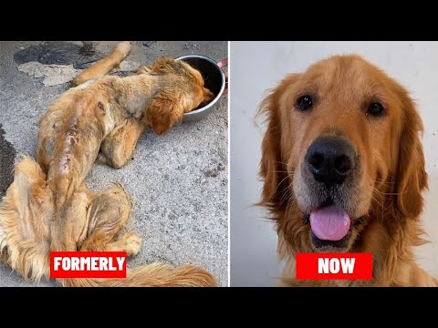 Video: UPDATE: Golden Retriever maakt verbazingwekkend herstel na gemarteld en in brand gestoken