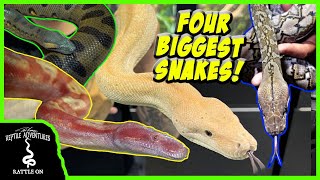 UNBELIEVABLE REPTILE ROOM TOUR! (He has the 4 BIGGEST SNAKES in the world!) Profile