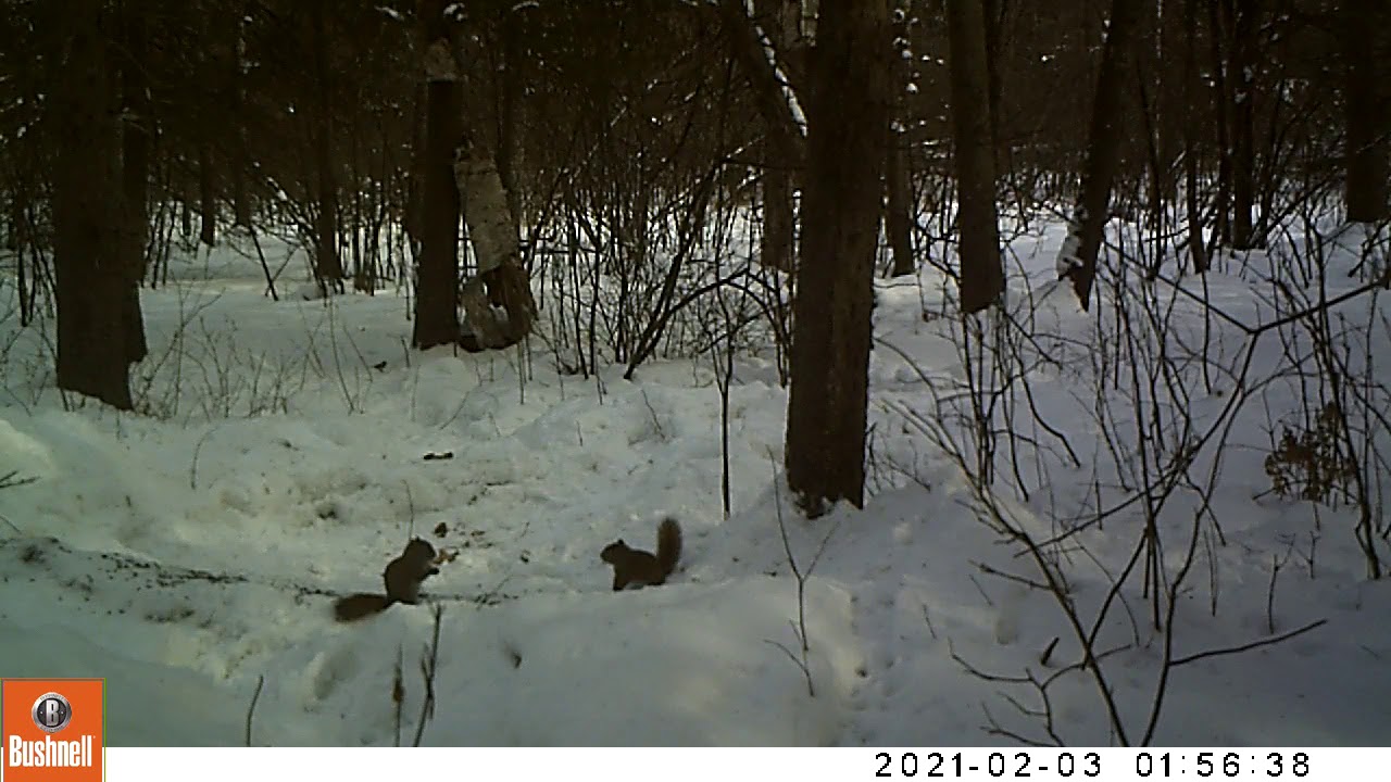Red Squirrel mating fight