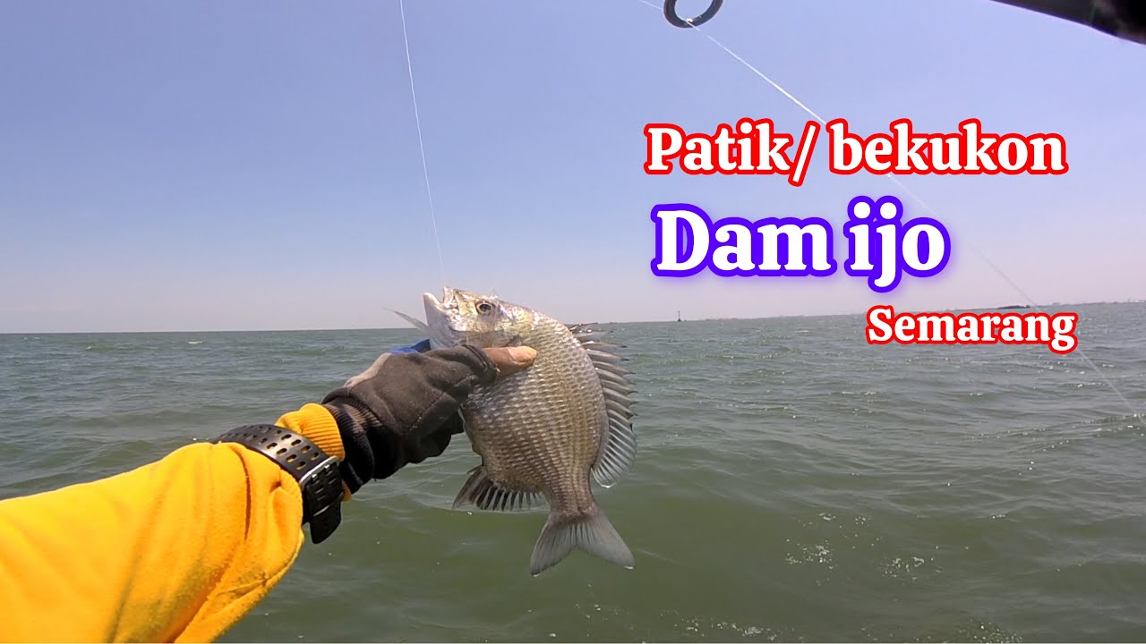 Mancing patik/bekukon umpan tempe || dam ijo semarang terbaru