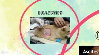 Effusions (Veterinary Technician Education) screenshot 5