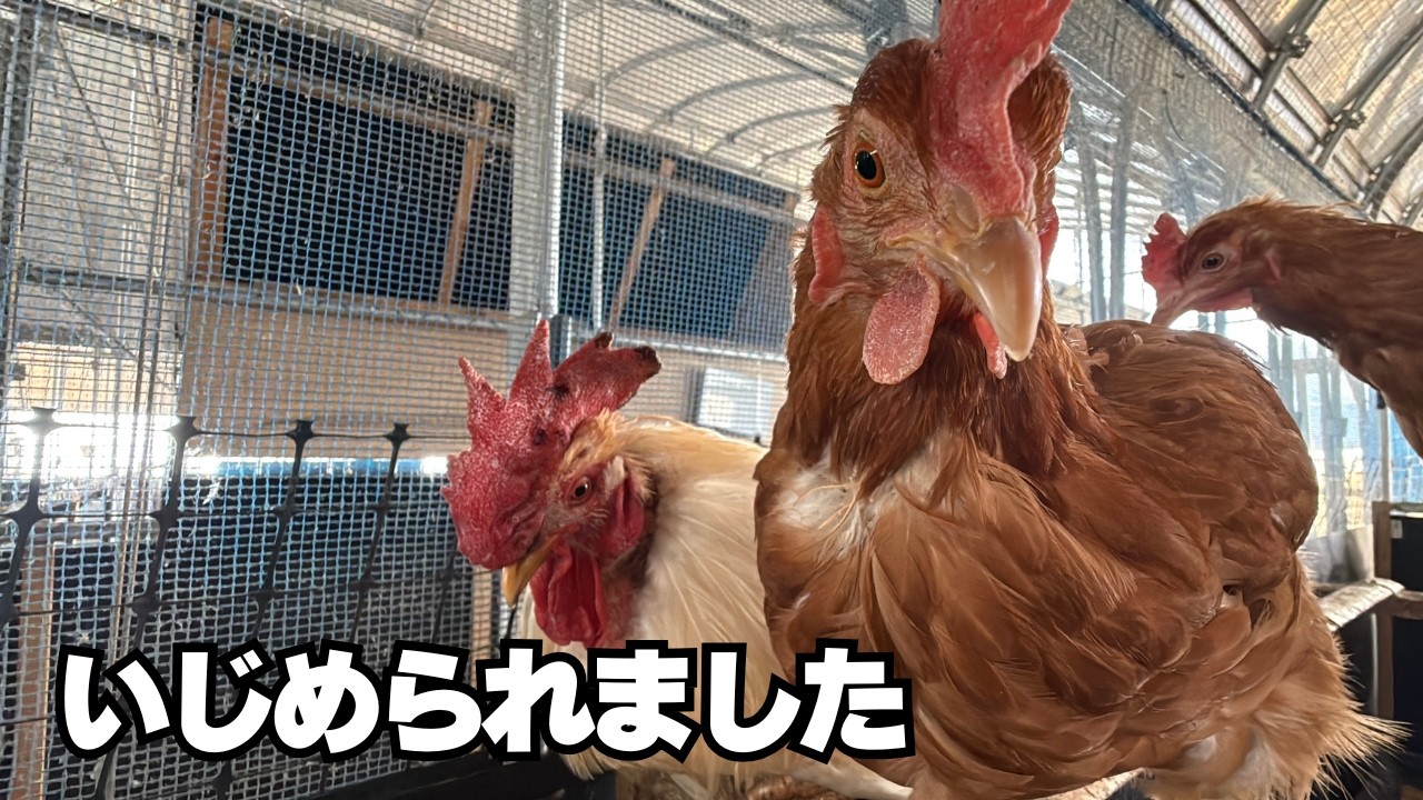 鶏たちの闘争。弱ったオス鶏を救うために自称養鶏家ができることout