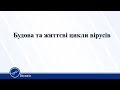 Будова та життєві цикли вірусів. Біологія 10 клас