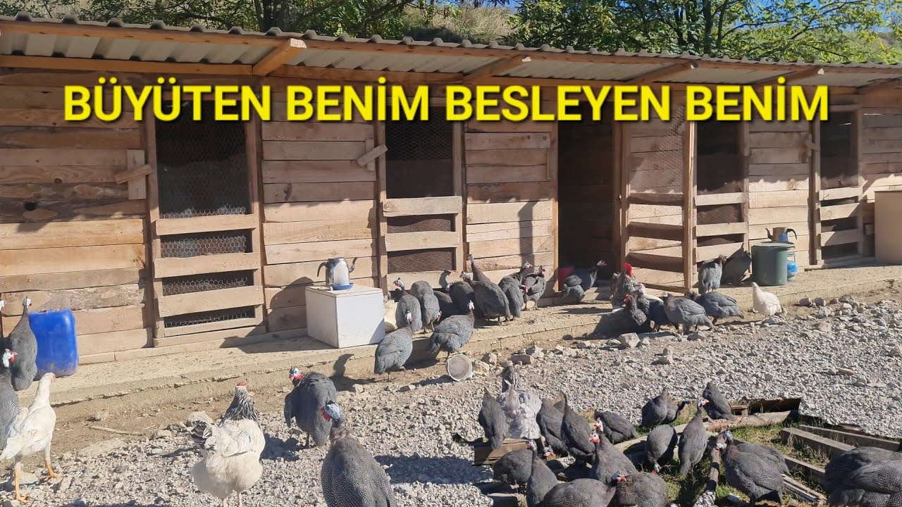 ÇİFTLİĞE MÜDAHELE EDEN PARAZİTLER🔥