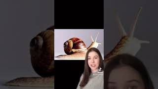 Viral Immortal Snail Explained