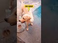 Flash Dog #800subs #cães #lovedogs #fofosdemais #youtube