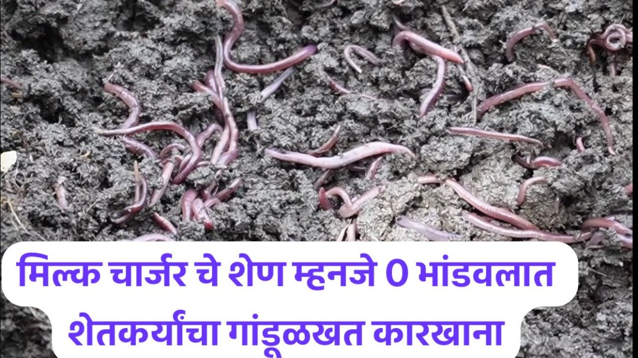 ताज्या शेणात देशी गांडुळ॥रामसरांनी संपुर्ण देशाला दाखवलेल उत्पादन डबल करणारं गोअमृतचं स्वप्न साकार॥