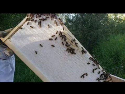 توجيه النحل لموسم العسل وكيف تجبر النحل على تخزين اكبر كمية في الموسم ؟ والاعمال المهمة في الفيض ؟
