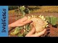 How to...Harvest and Eat Sunflower Seeds