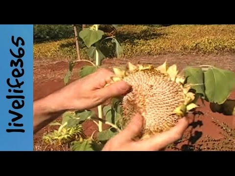 How to...Harvest and Eat Sunflower Seeds