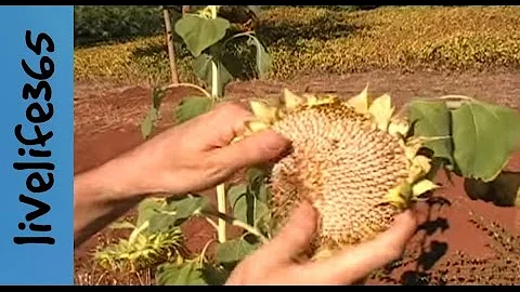 How to...Harvest and Eat Sunflower Seeds - DayDayNews