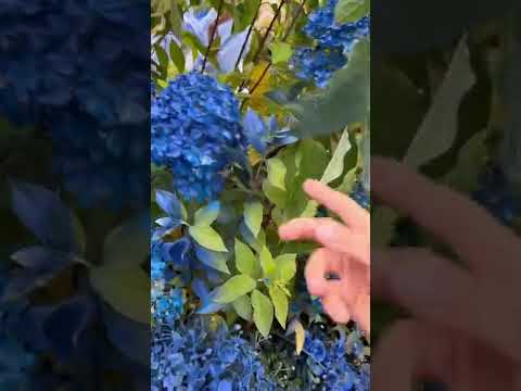 Vídeo: Bluebird Hydrangea Info: cultiu d'hortensies Bluebird Lacecap