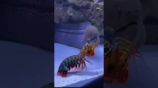 Udang mantis memiliki gerakan renang tercepat di dunia.